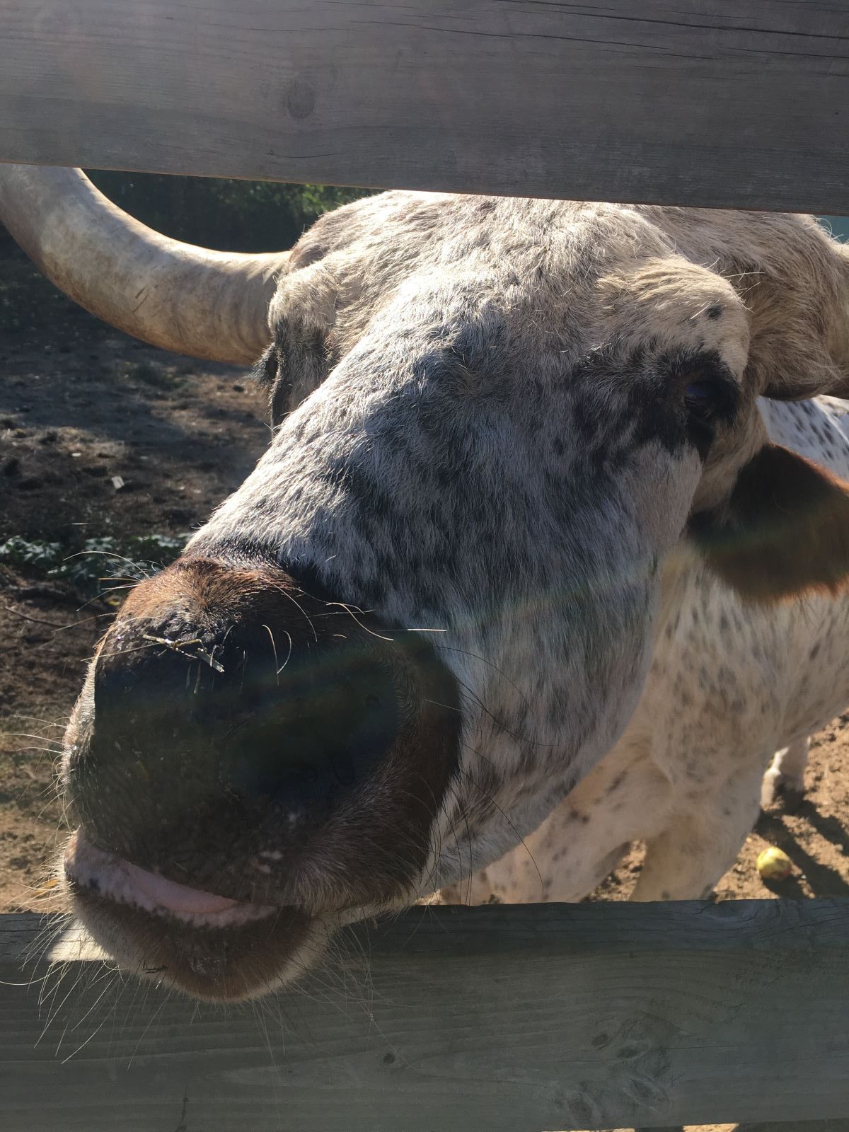 Carlos the Steer at Mt View Orchards