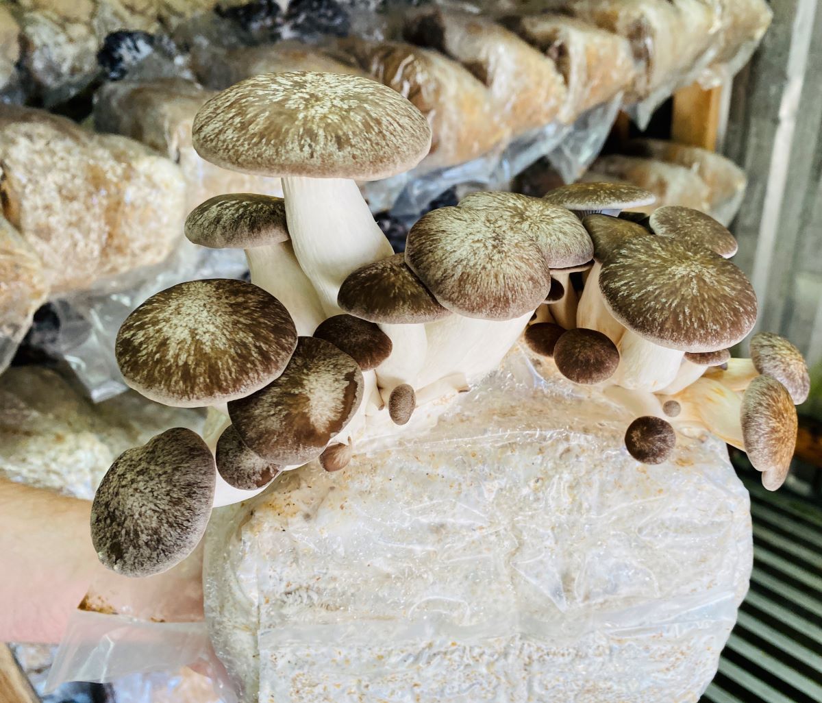 Columbia Mushroom Company Black Oyster Mushrooms