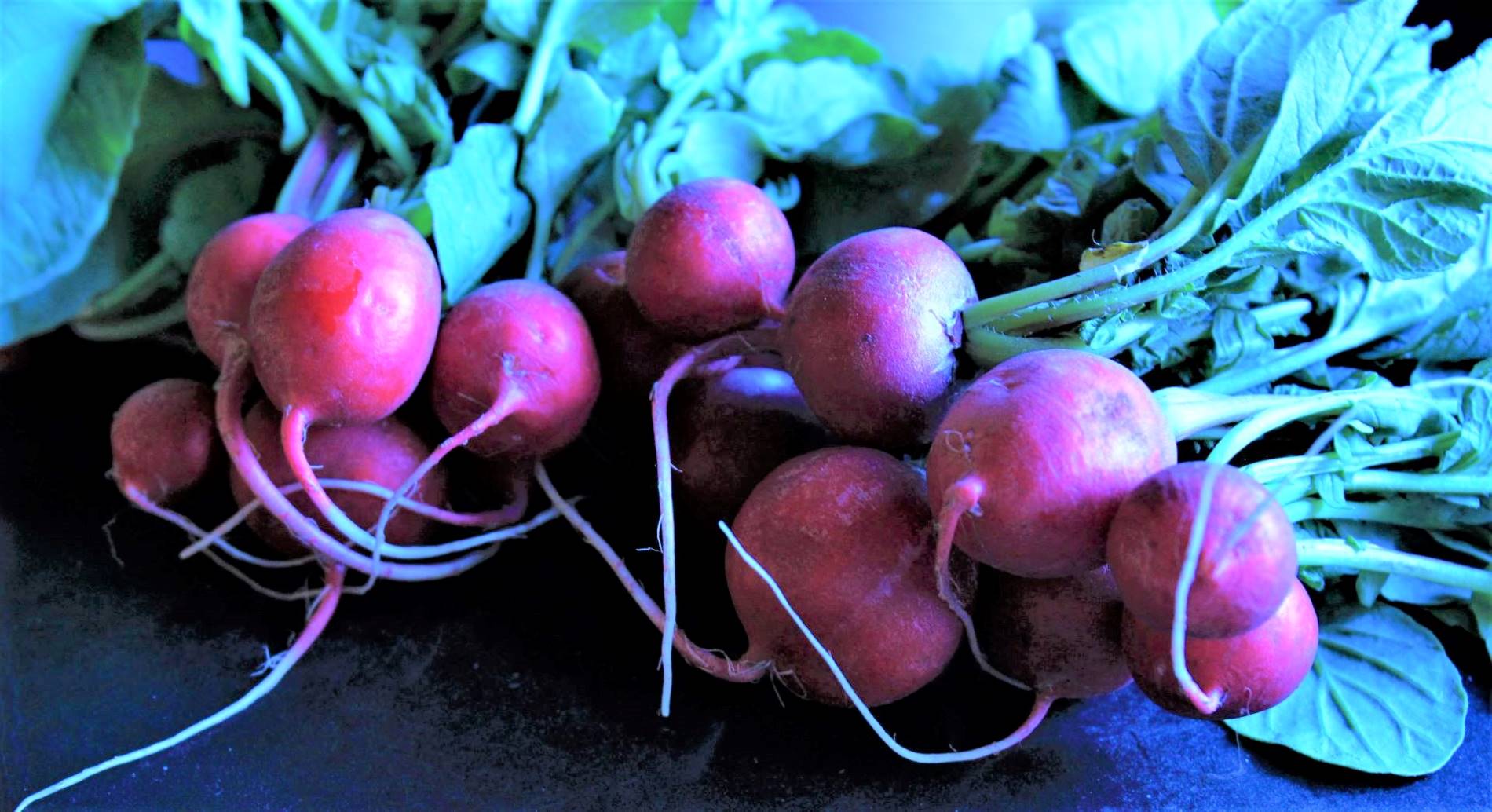 Radishes