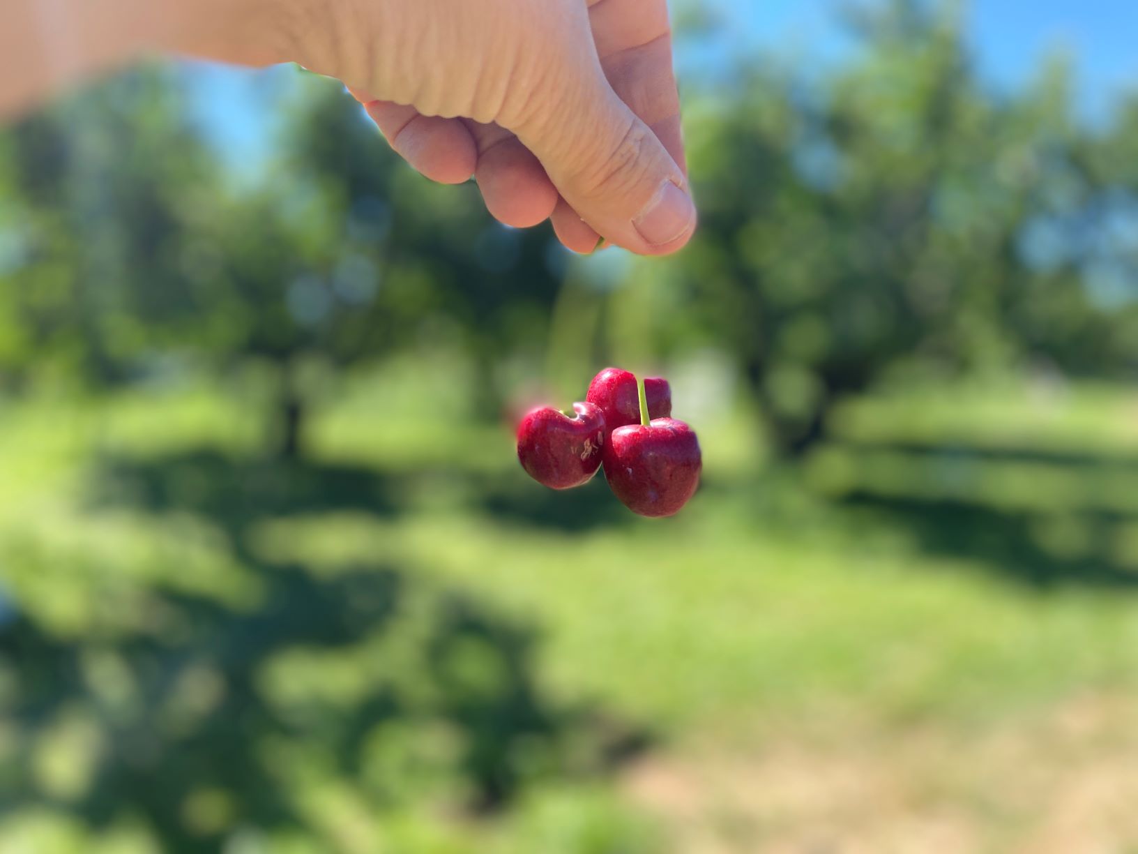 Cherry Picking